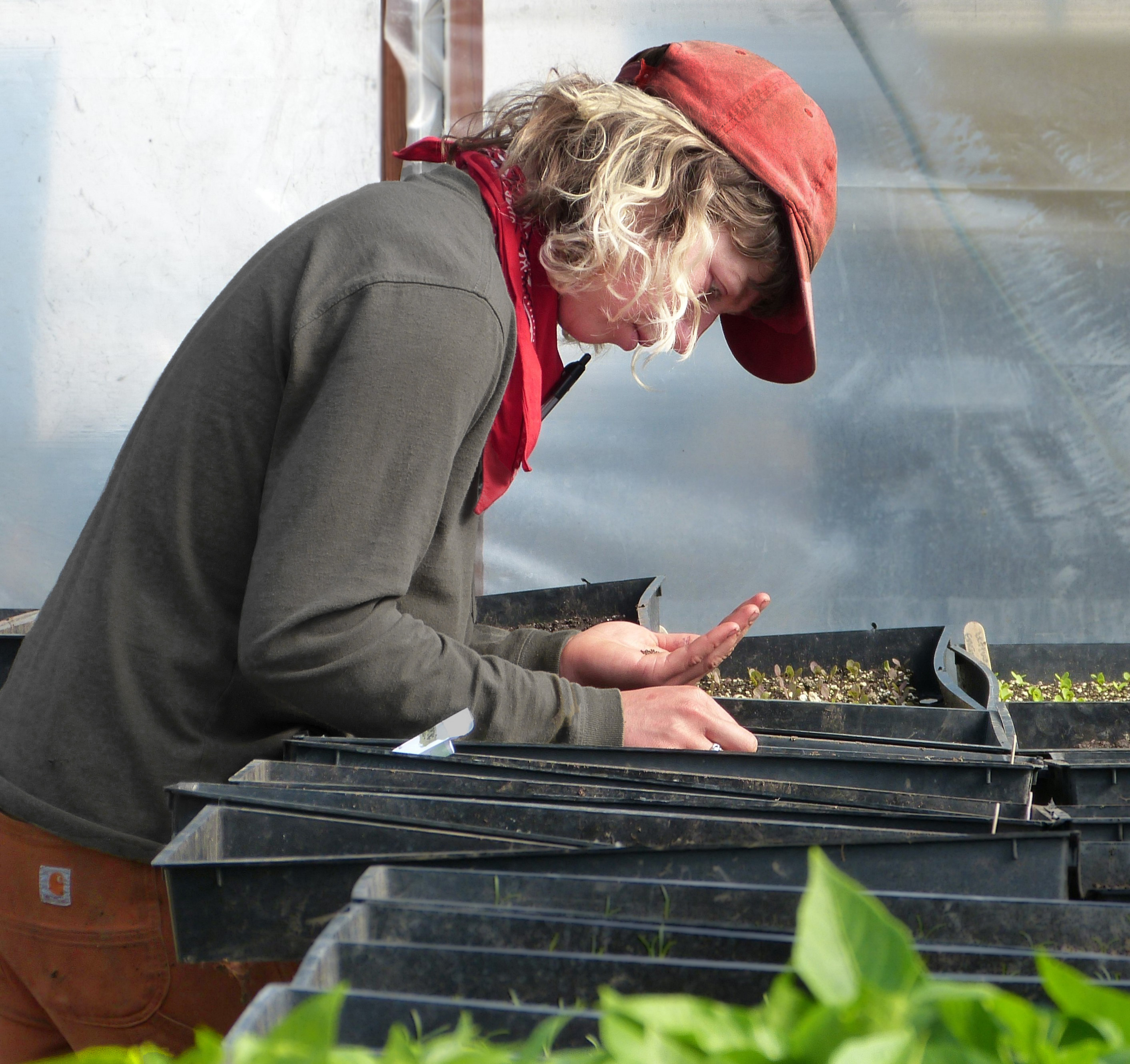 Samantha Leingang, OFS Production Manager starts every day putting seed carefully into planting trays and lining up the trays ready for transplanting into the field. Samantha Leingang, OFS Production Manager starts every day putting seed carefully into planting trays and lining up the trays ready for transplanting into the field.