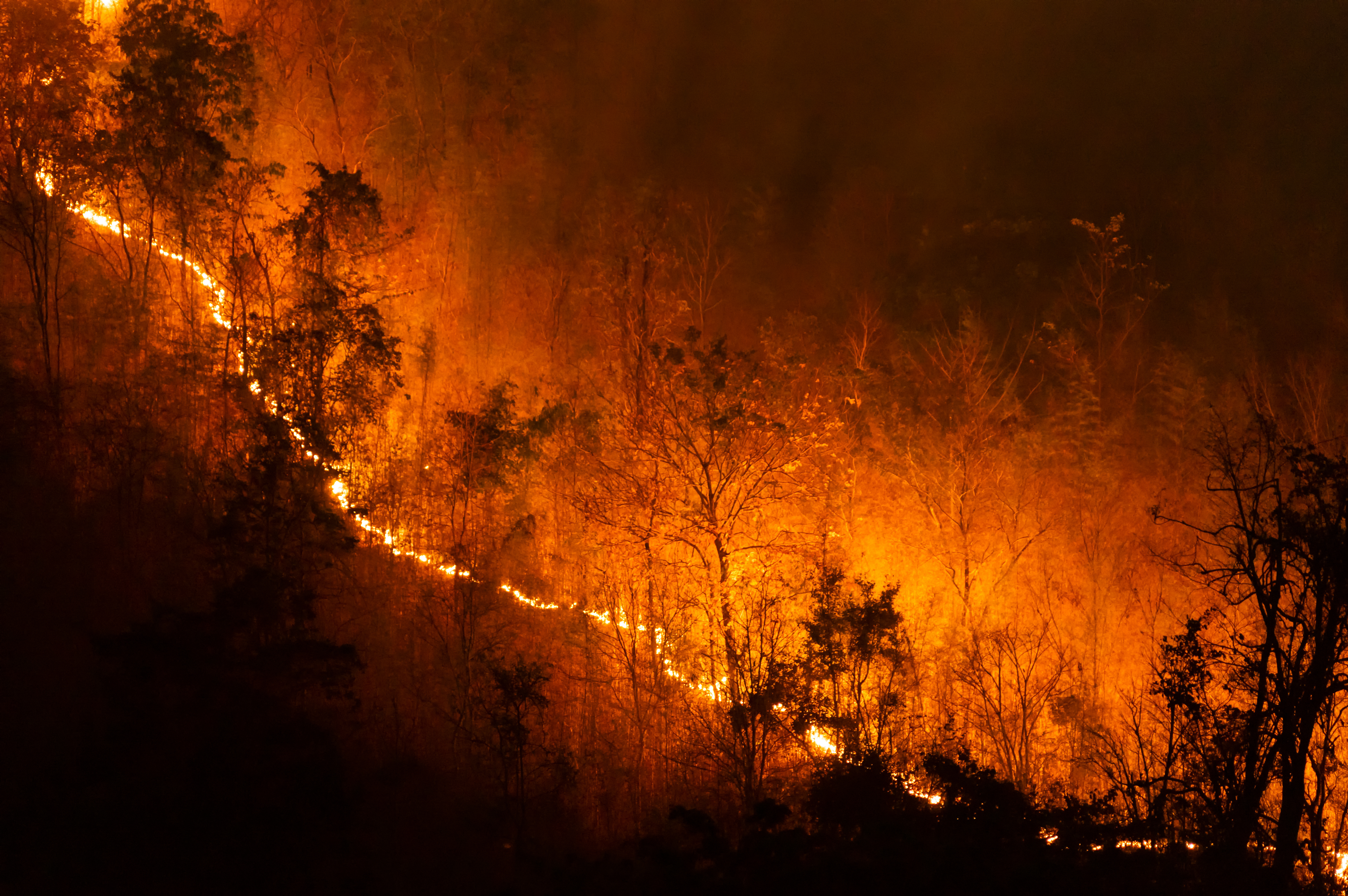 Wildfires in a forest, lit up at night