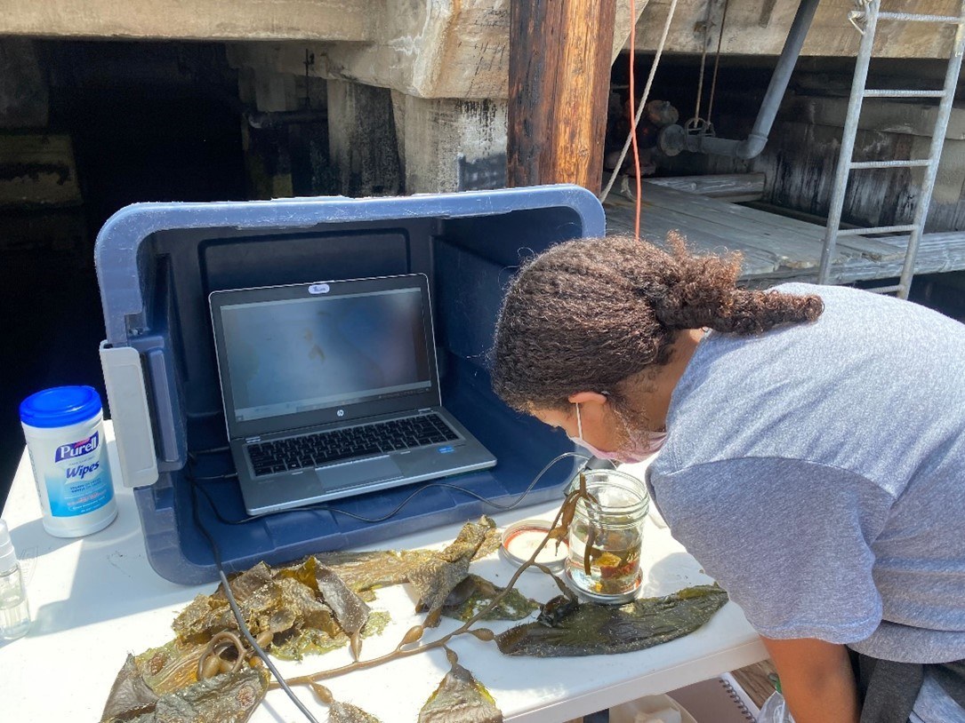 A student examines kelp at AltaSea, with a computer in front of her for a makeshift lab