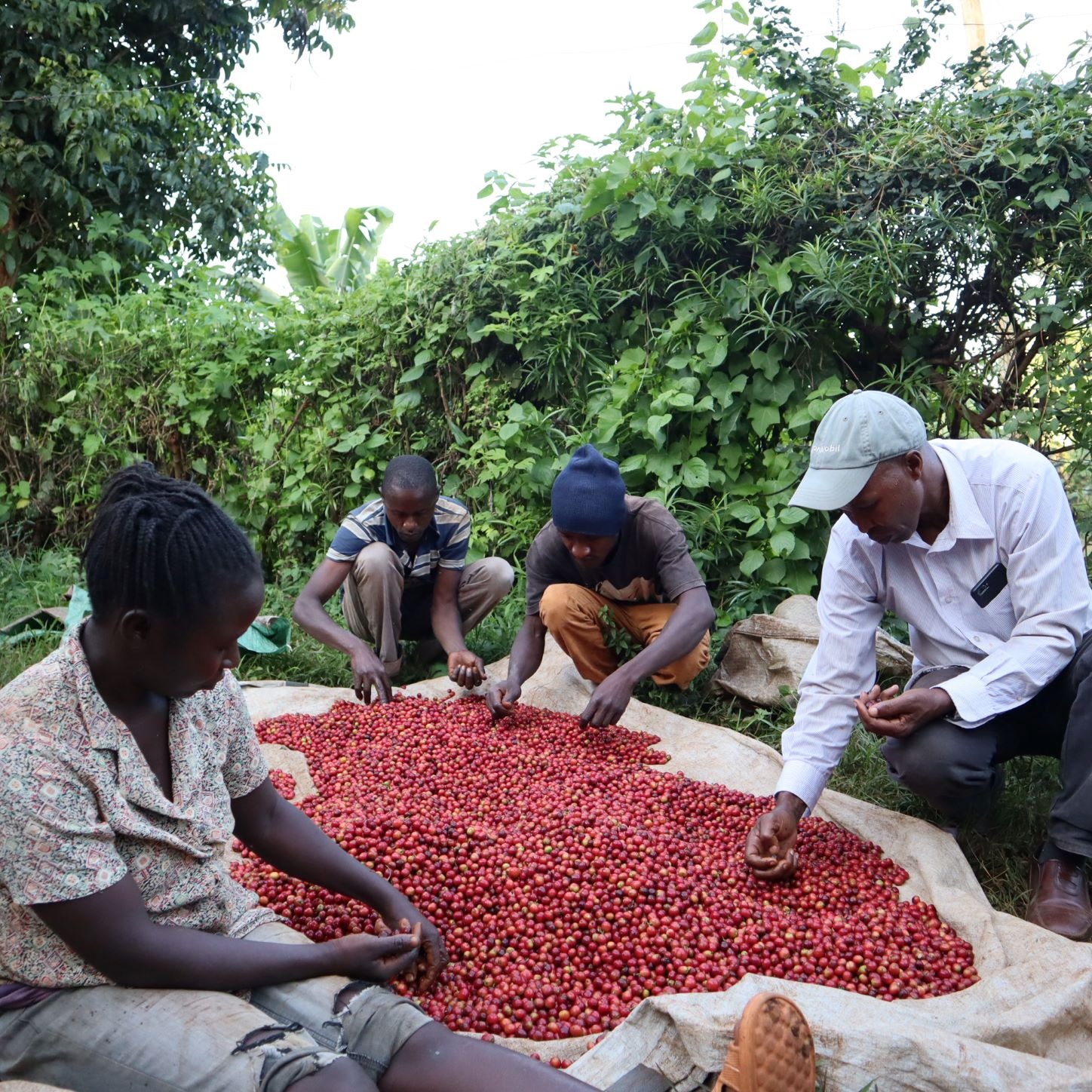 Charles, a Kenyan coffee farmer, harvests coffee beans on his farm.