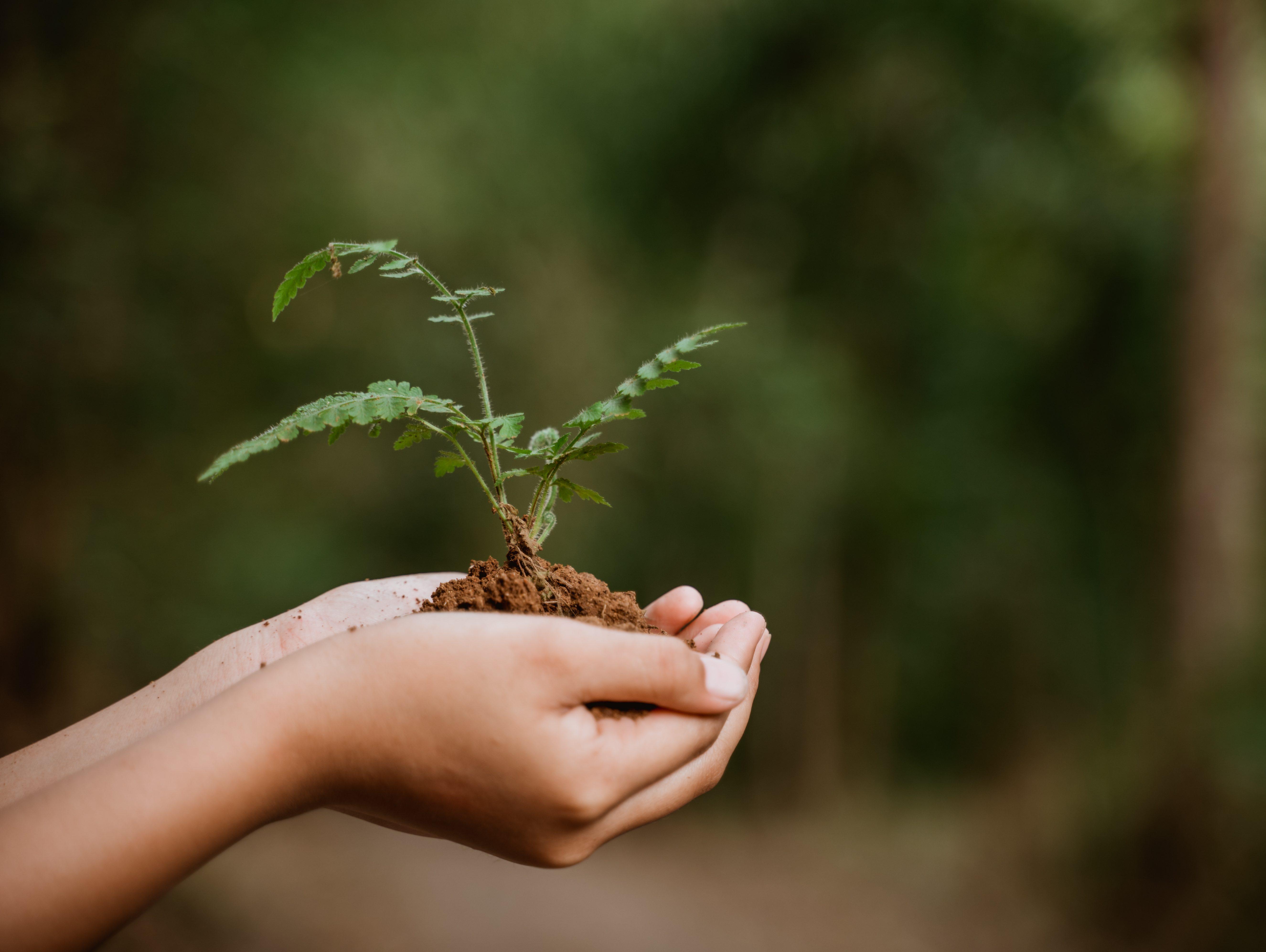 Hands holding a plant