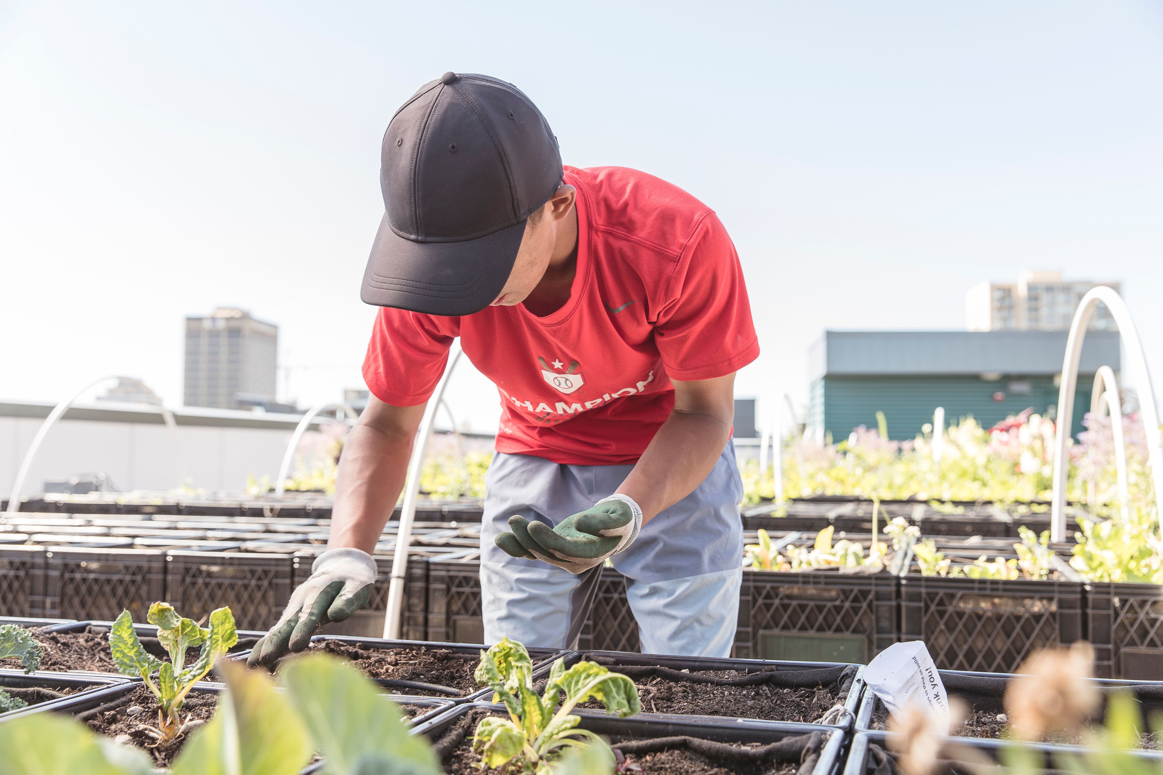 A summer intern works in the Food Bank's garden. The volunteer gardening internship is offered to middle schoolers from Food Bank families who want to learn to grow their own food.