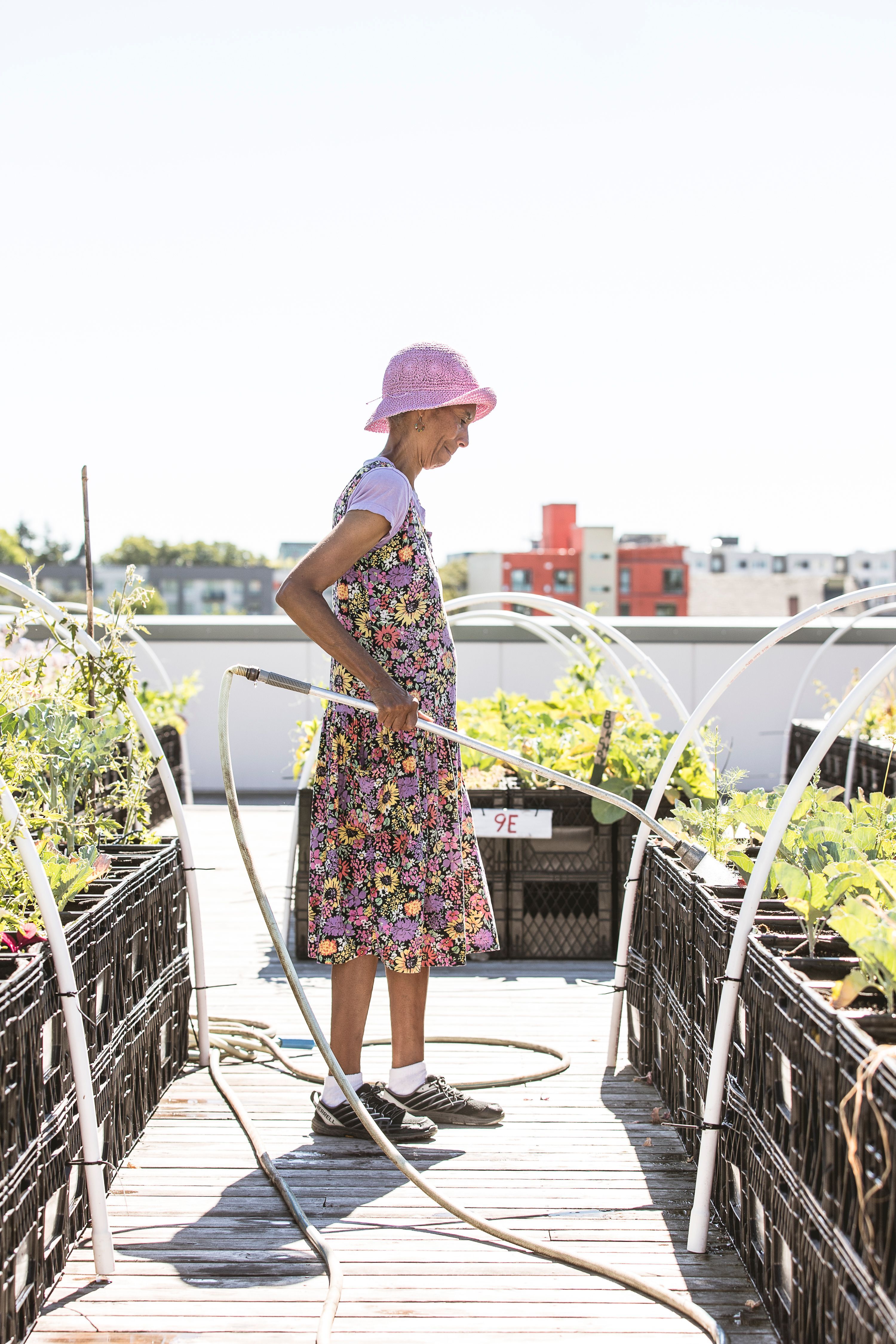 A volunteer waters vegetables in the Food Bank's rooftop garden. A volunteer waters vegetables in the Food Bank's rooftop garden.