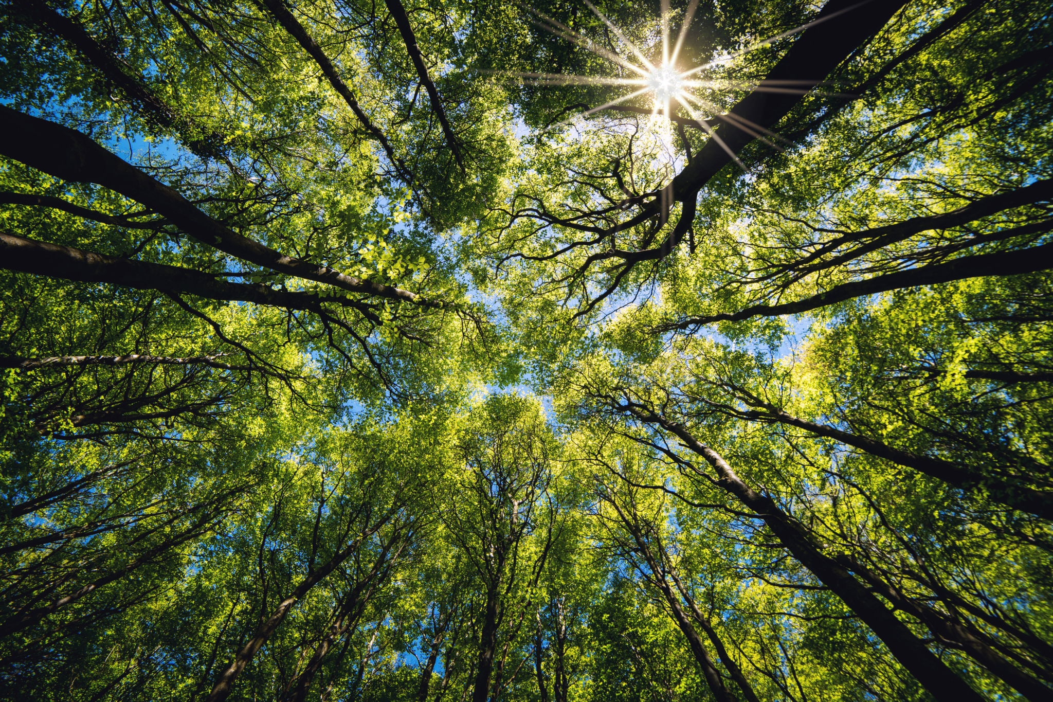 Upward view of treetops and sky from a forest