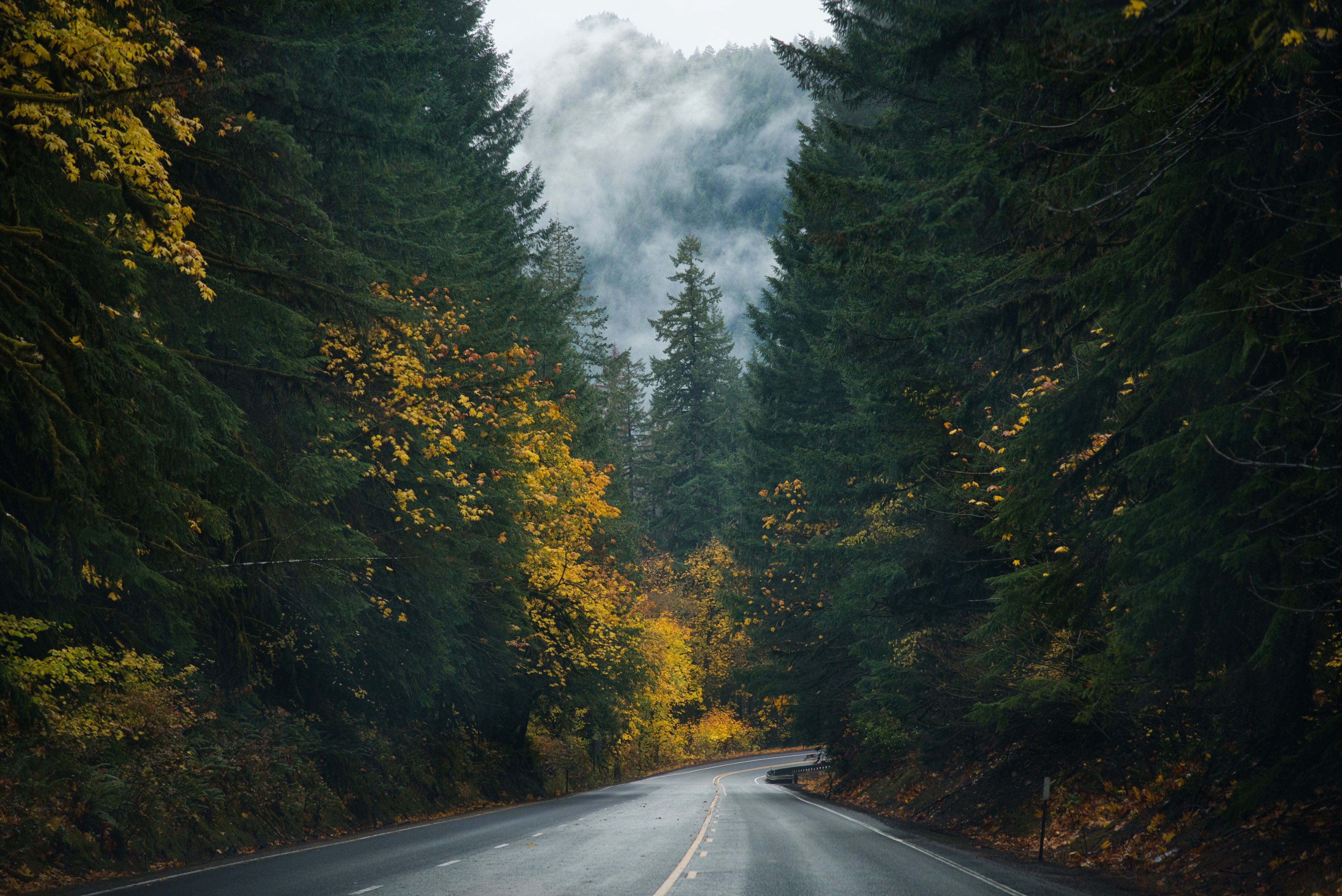 Paved road through a forest