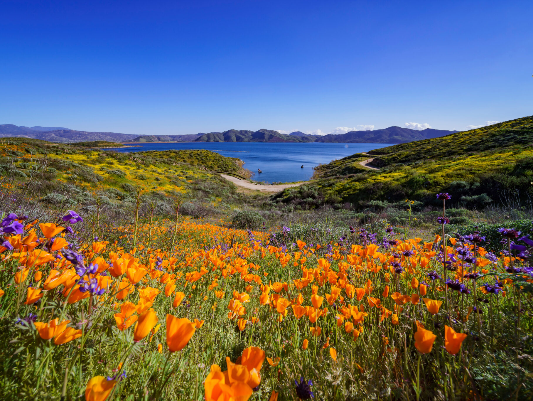 Wildflower bloom at Diamond Valley Lake, California