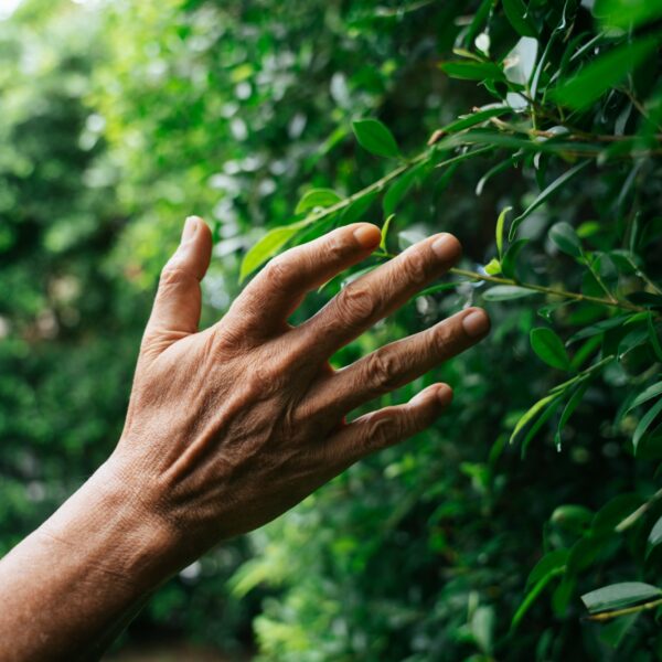 Hand touching leaves on a row of bushes